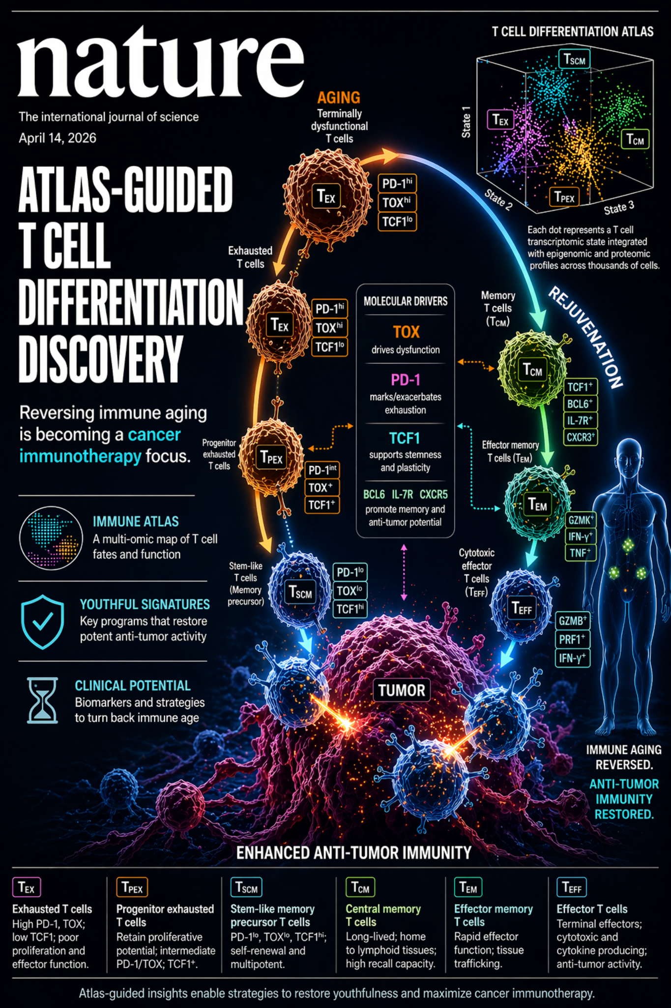 Provided concept image showing an atlas-guided T cell differentiation map, tumor immunity, aging, rejuvenation, and cell-state labels.